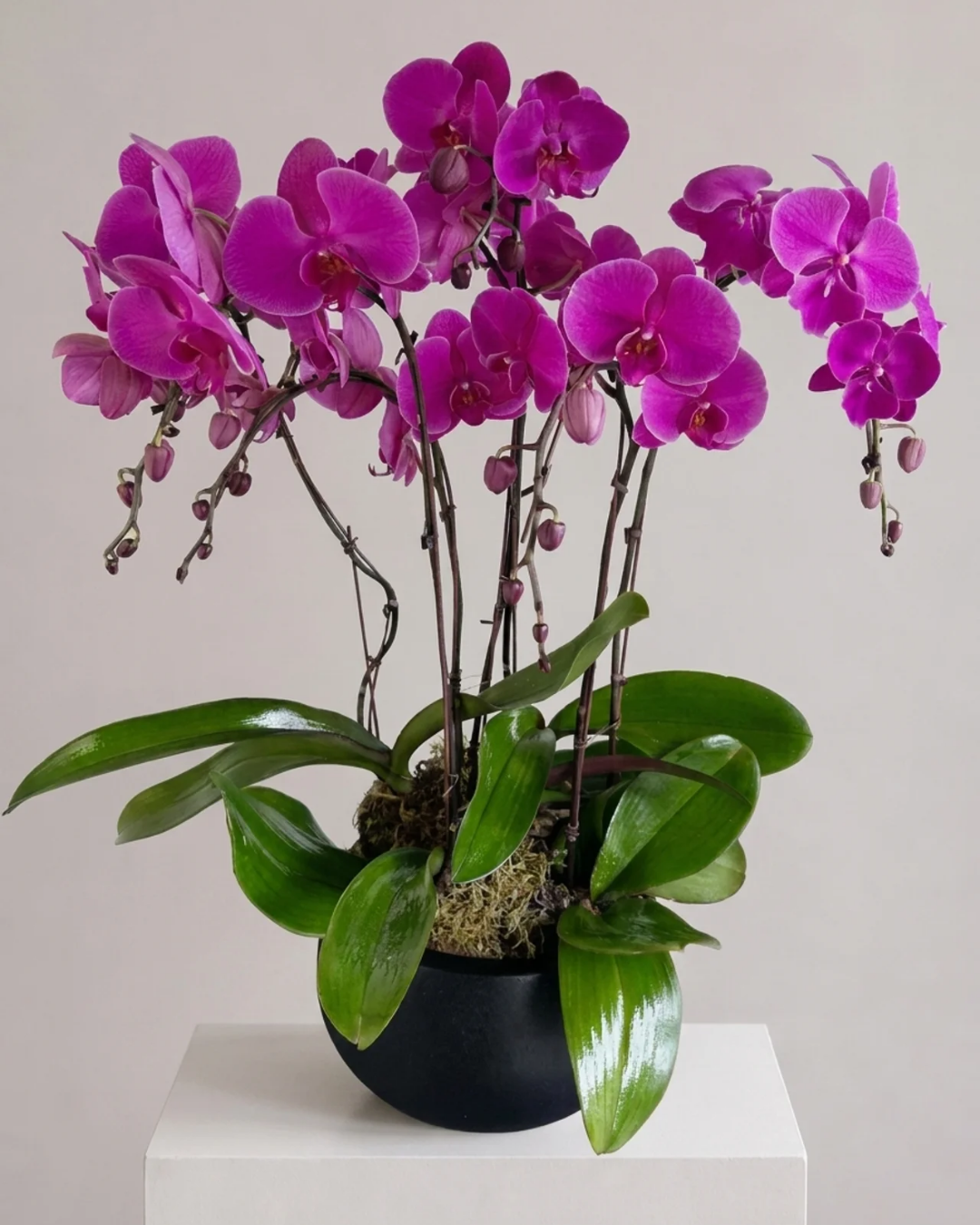 Orchid Living Gift Collection