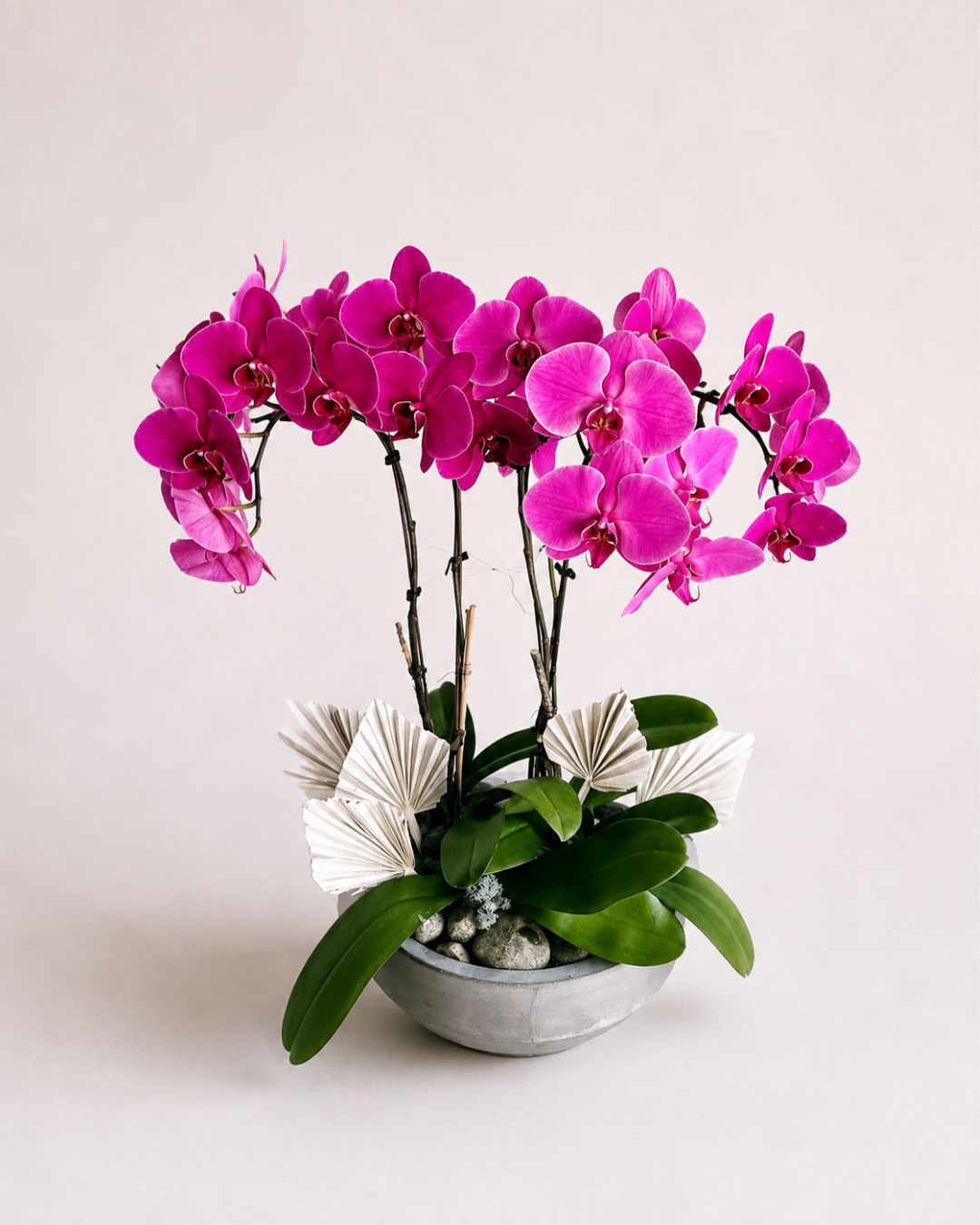 Orchid Living Gift Collection