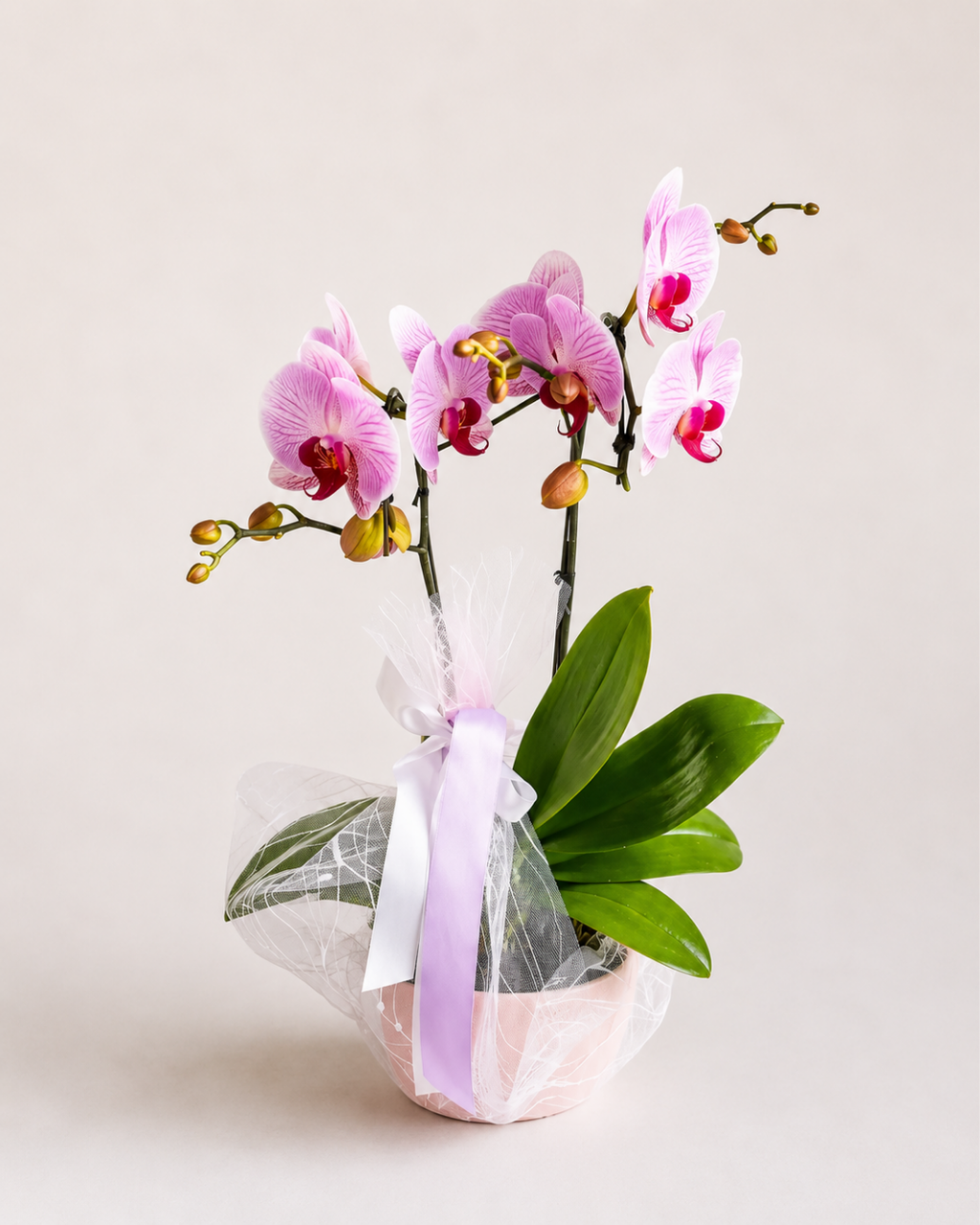Orchid Living Gift Collection