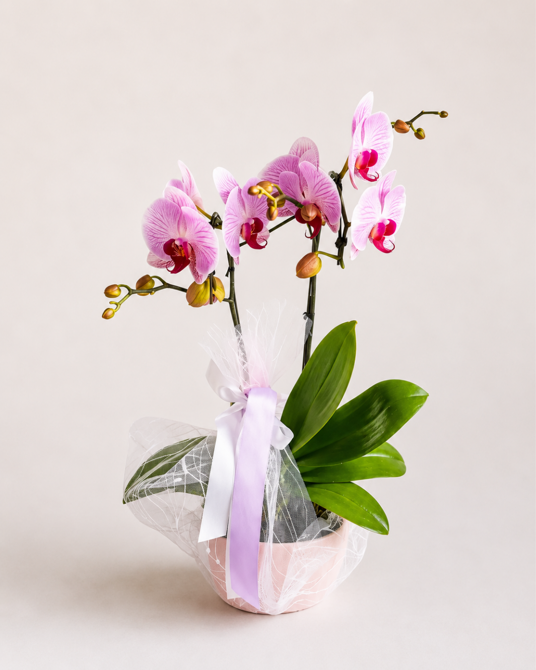 Orchid Living Gift Collection