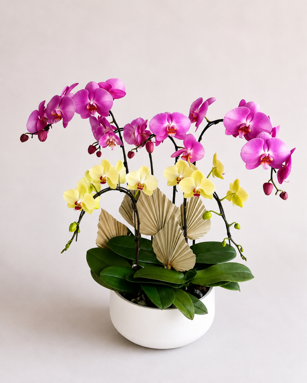 Orchid Living Gift Collection
