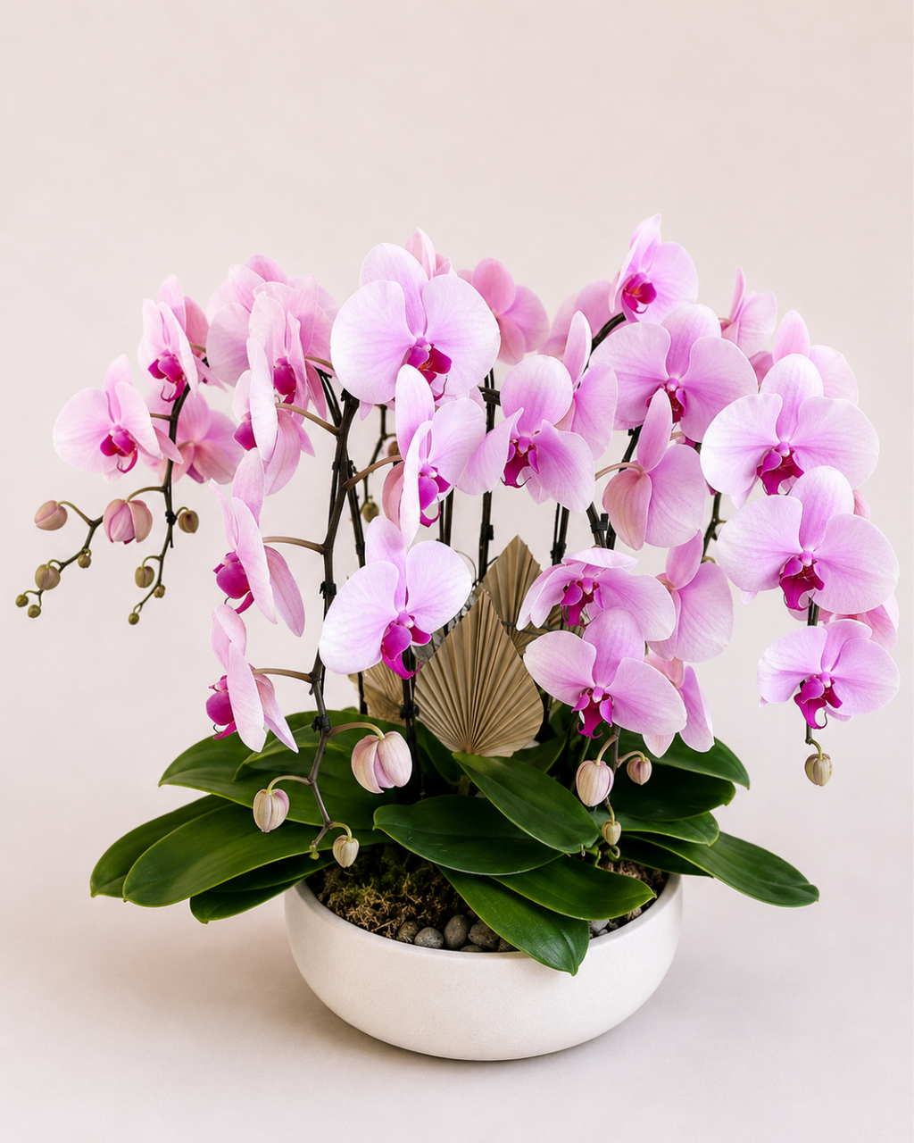 Orchid Living Gift Collection