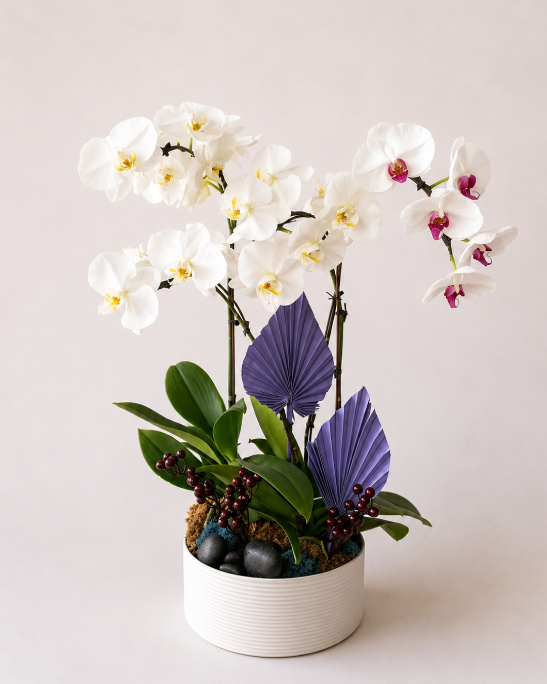 Orchid Living Gift Collection