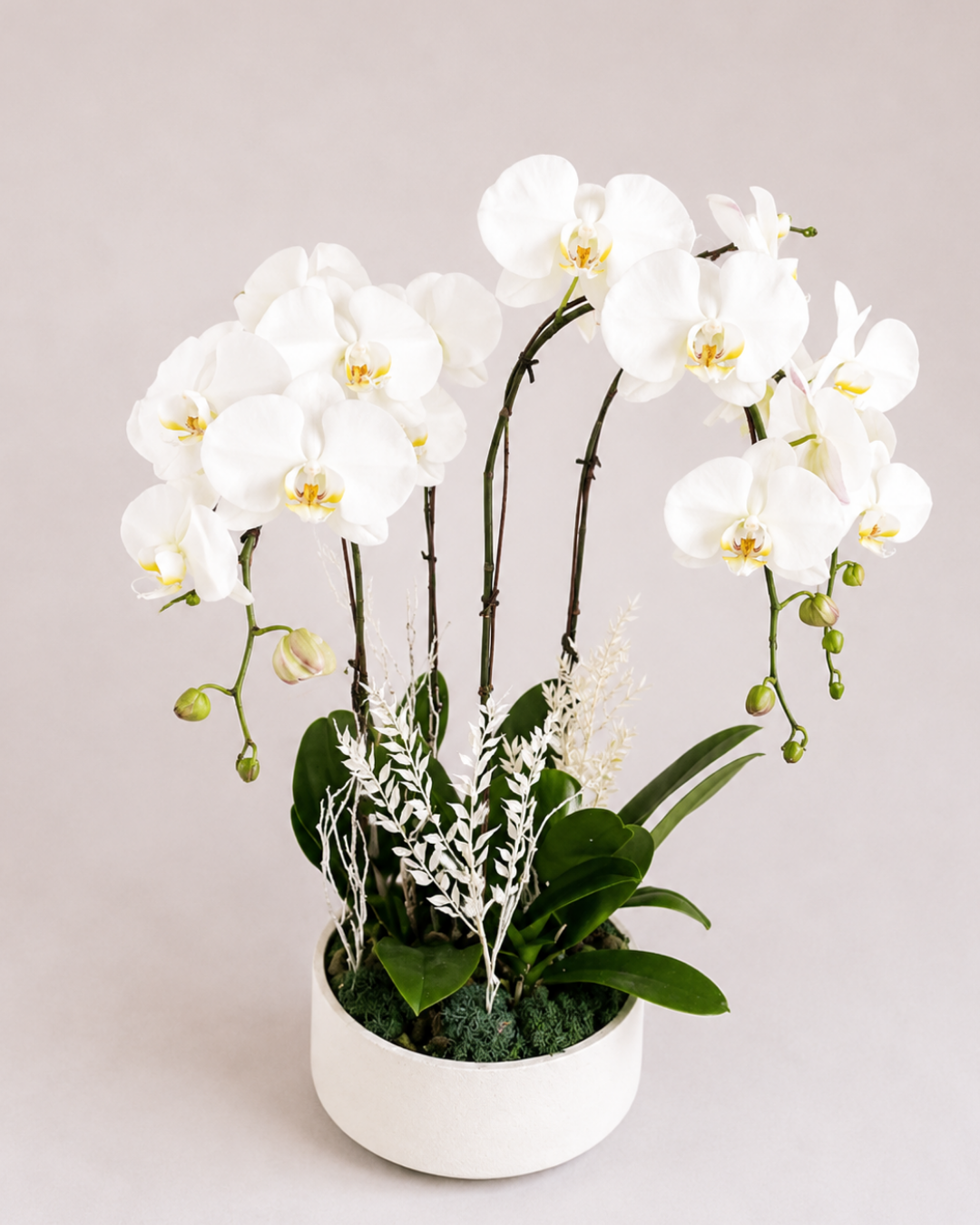 Orchid Living Gift Collection