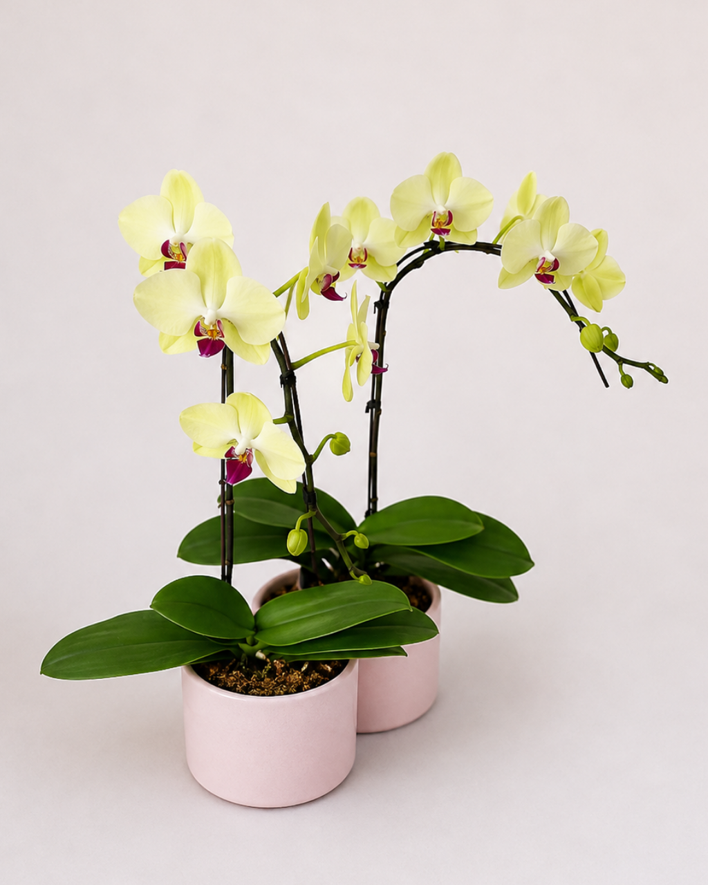 Orchid Living Gift Collection