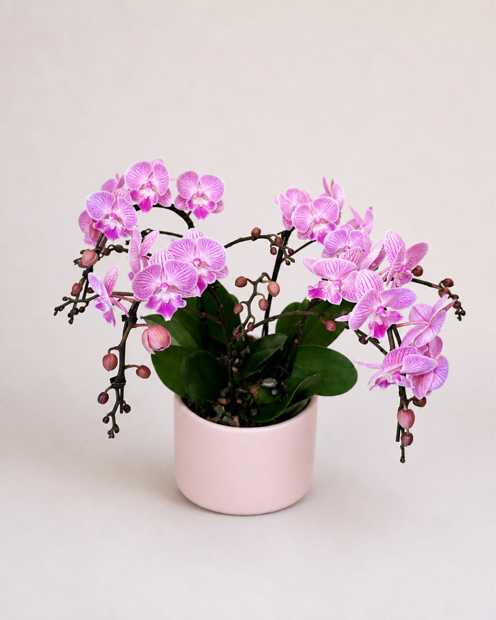 Orchid Living Gift Collection