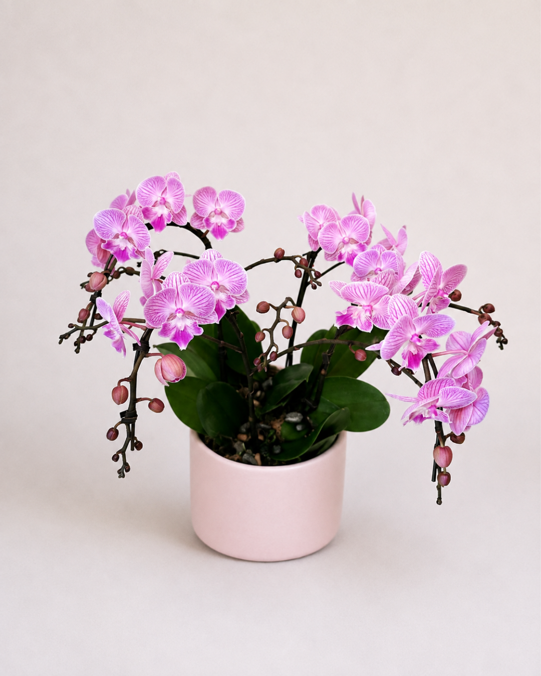 Orchid Living Gift Collection