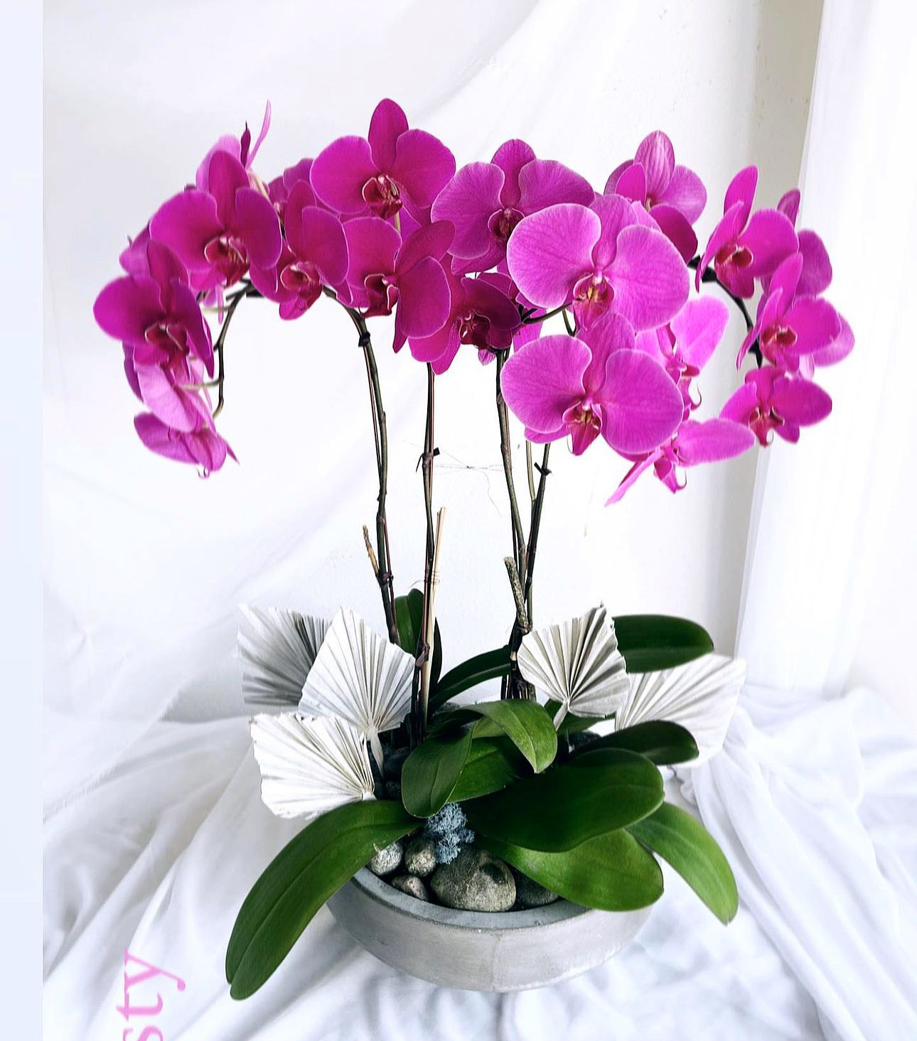 Orchid Plant Gift