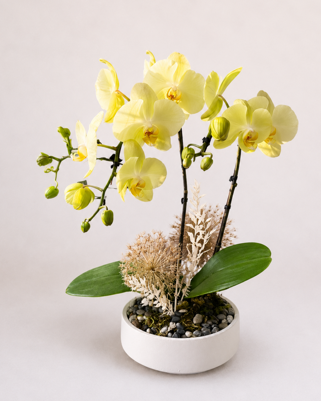 Orchid Living Gift Collection
