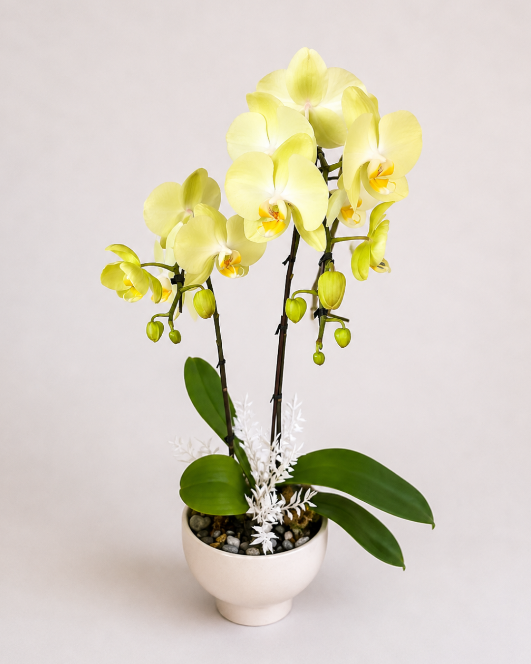 Orchid Living Gift Collection
