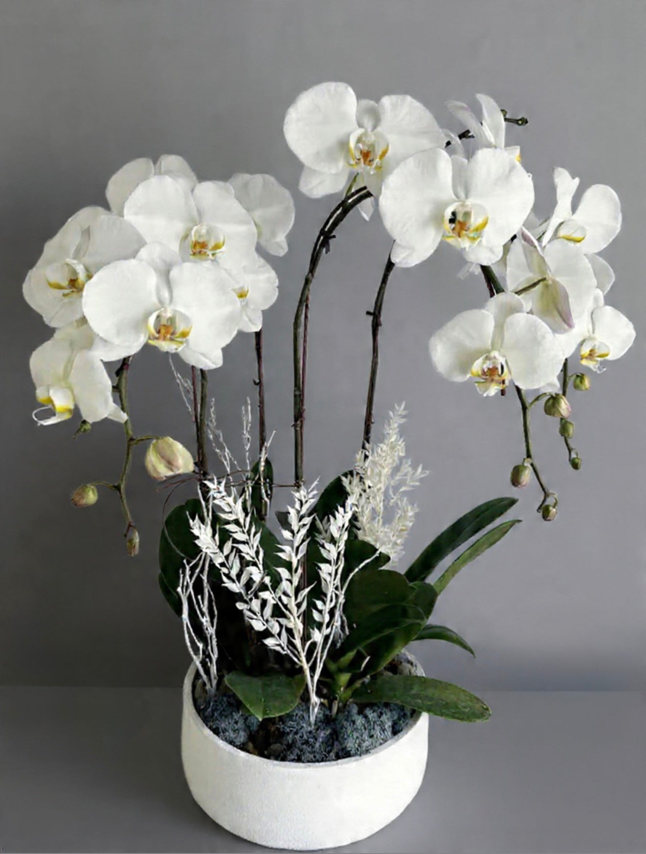 Orchid Plant Gift