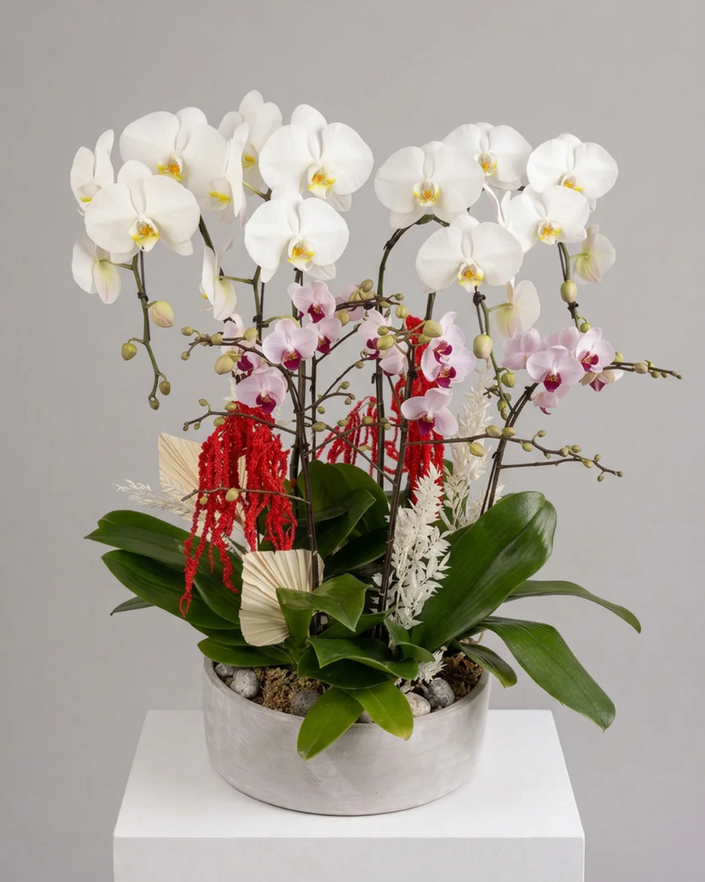 Orchid Living Gift Collection