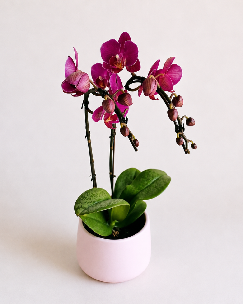 Orchid Living Gift Collection