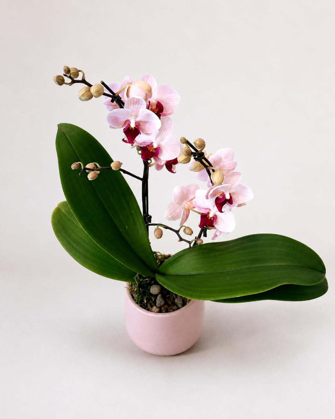 Orchid Living Gift Collection