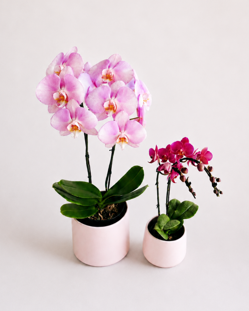 Orchid Living Gift Collection