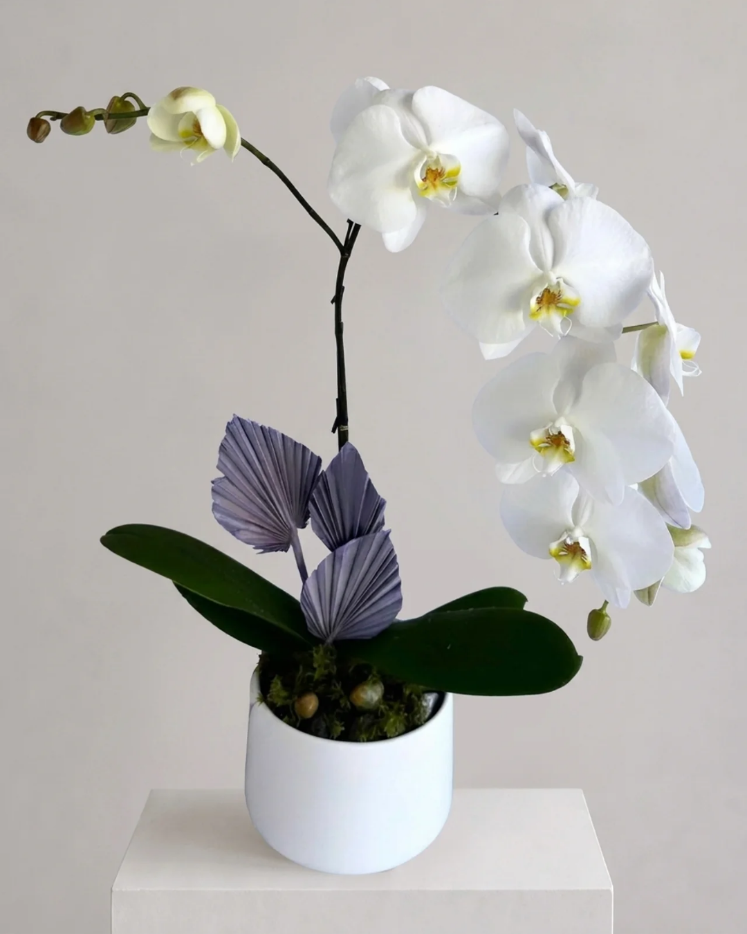 Orchid Living Gift Collection