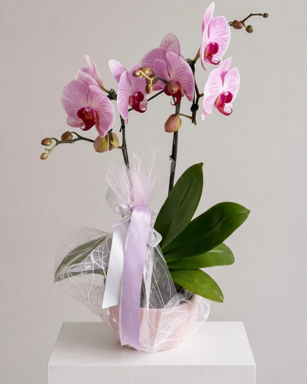 Orchid Living Gift Collection