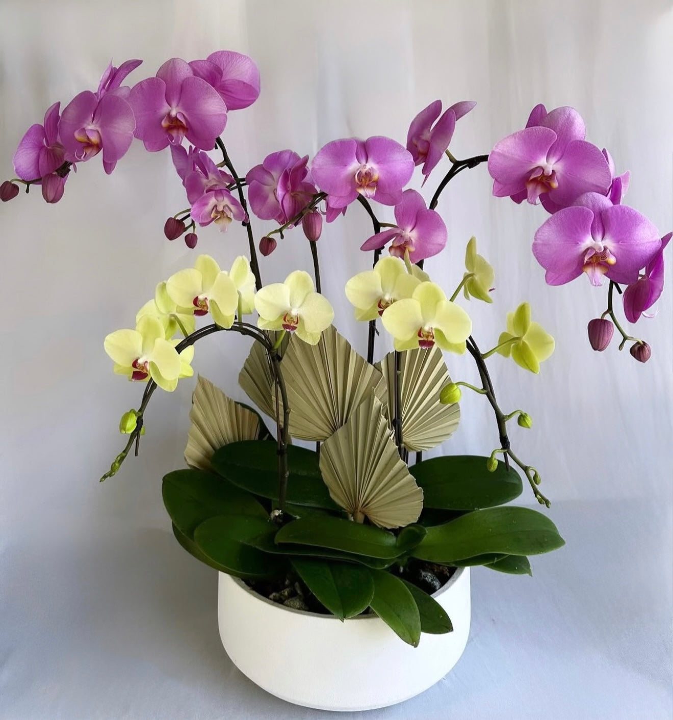 Orchid Plant Gift