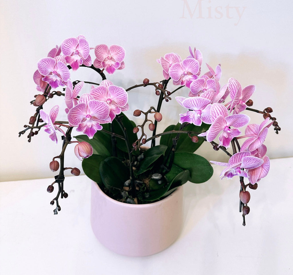 Orchid Plant Gift