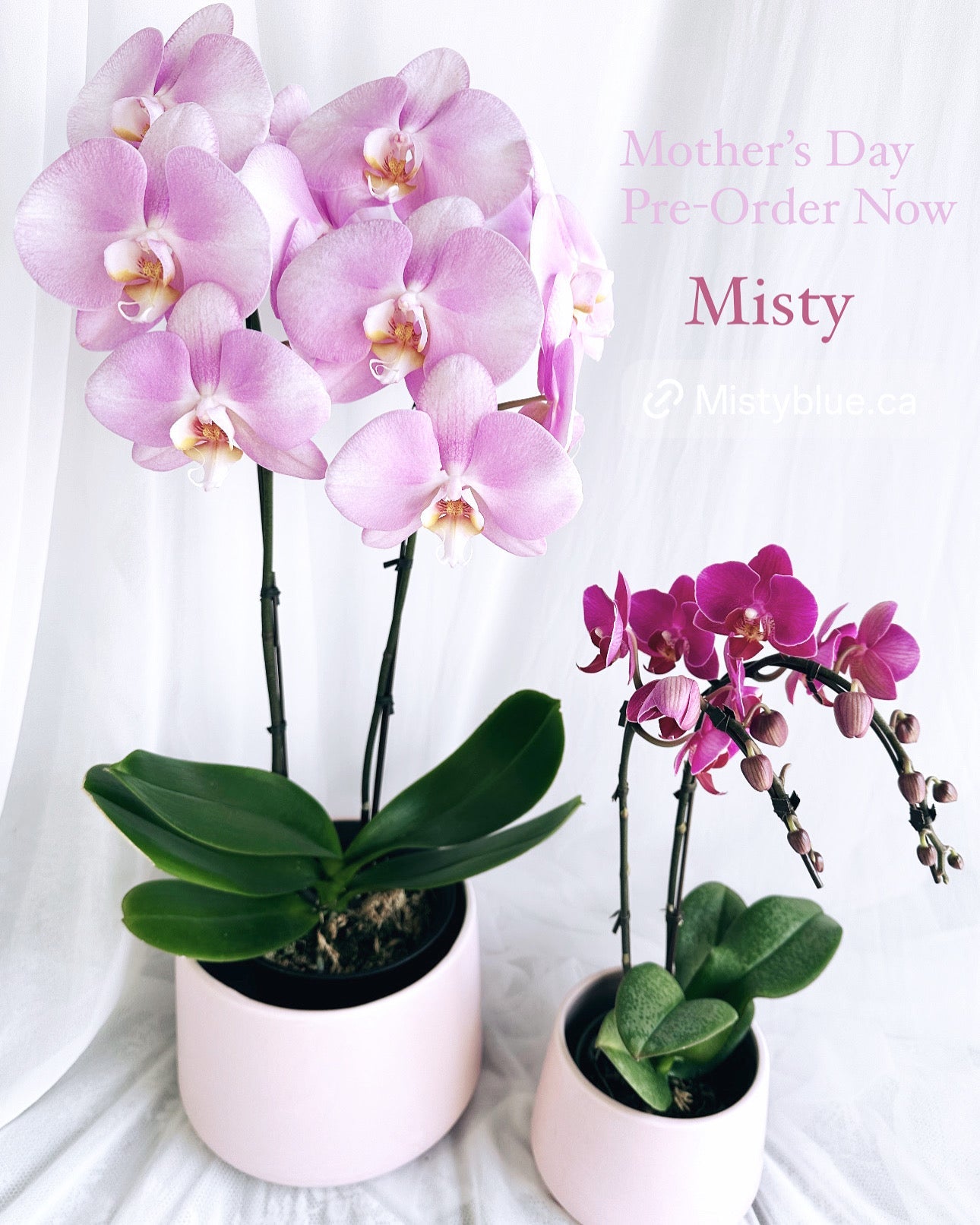 Orchid Plant Gift