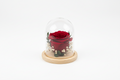 Single Preserved Rose Dome