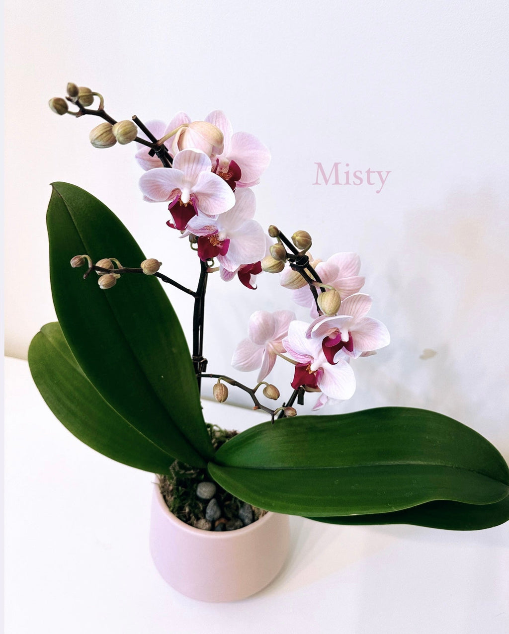 Orchid Plant Gift