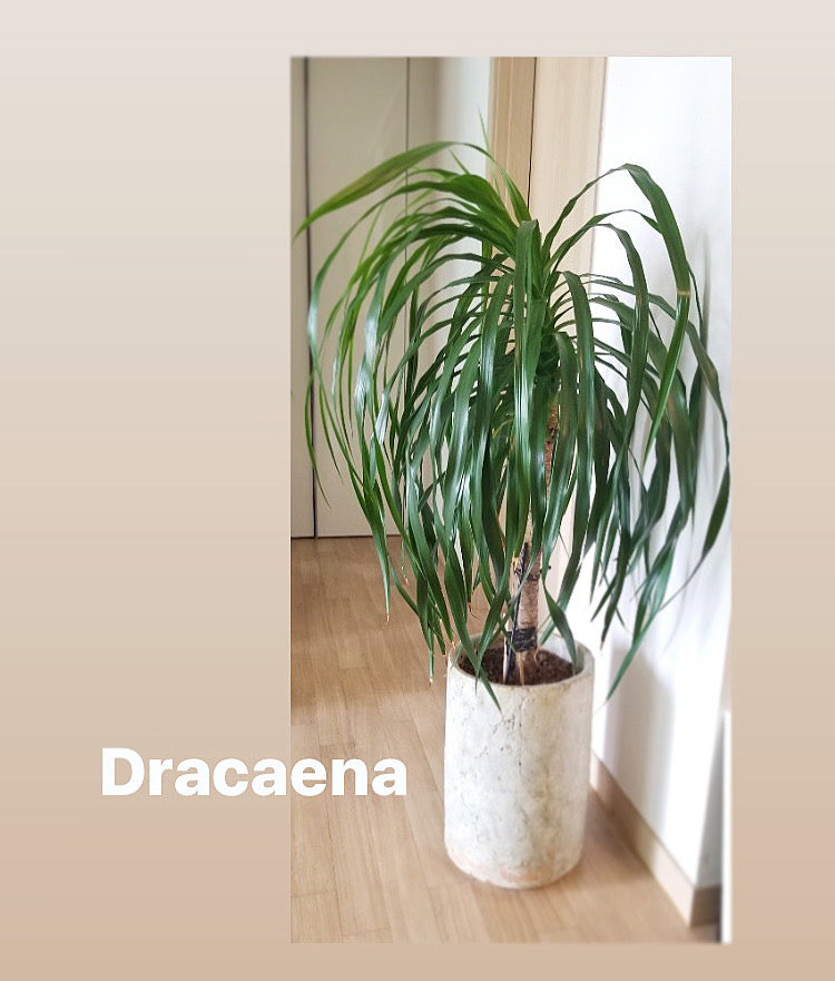Tropical Plant