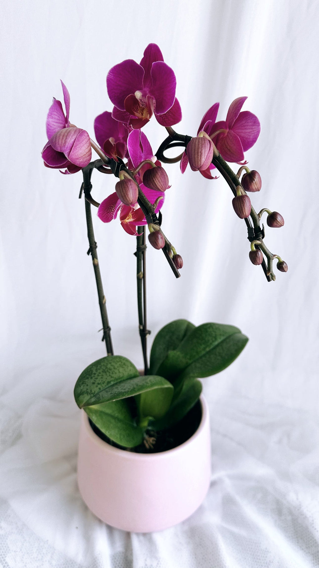 Orchid Plant Gift
