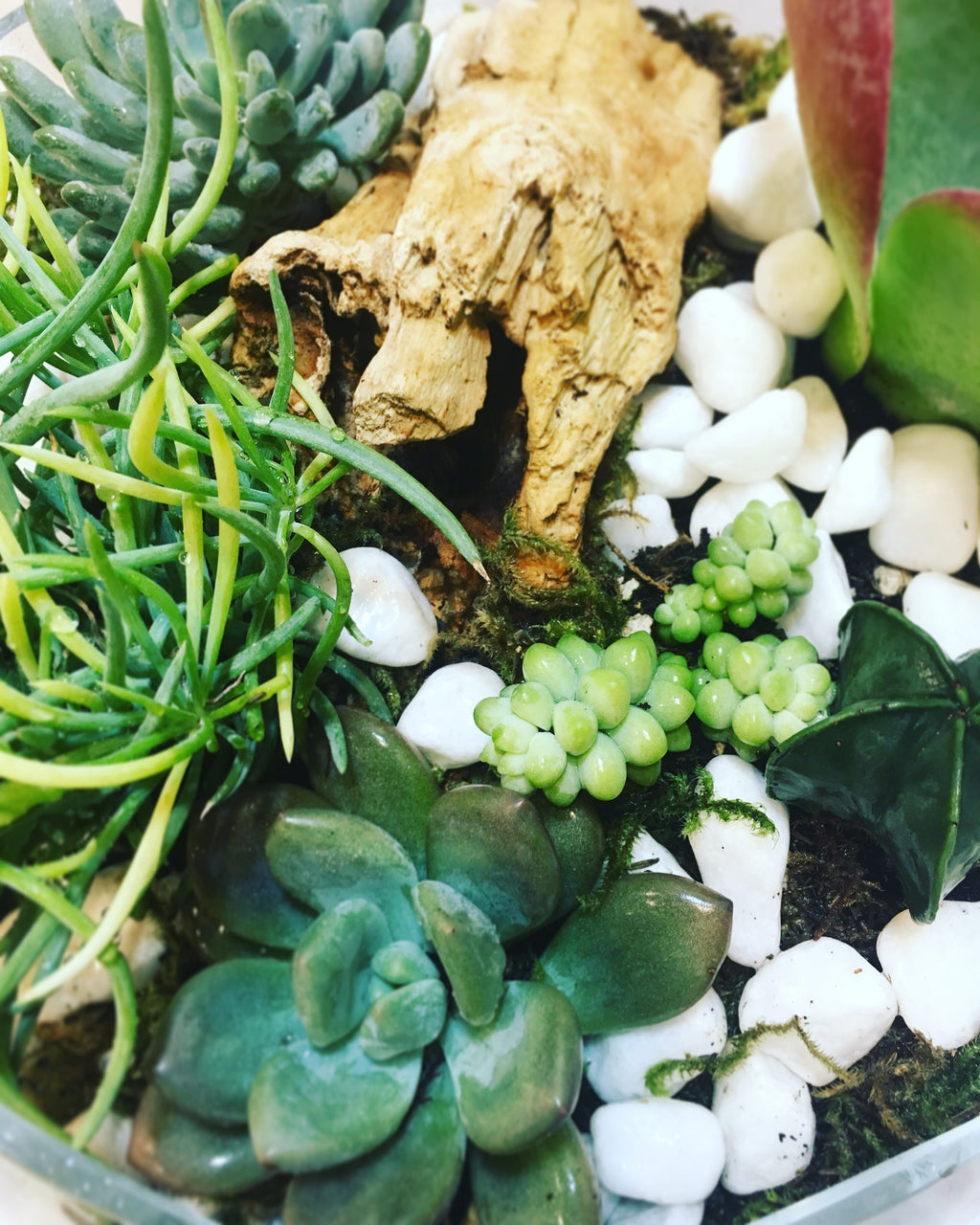 Succulent Terrarium
