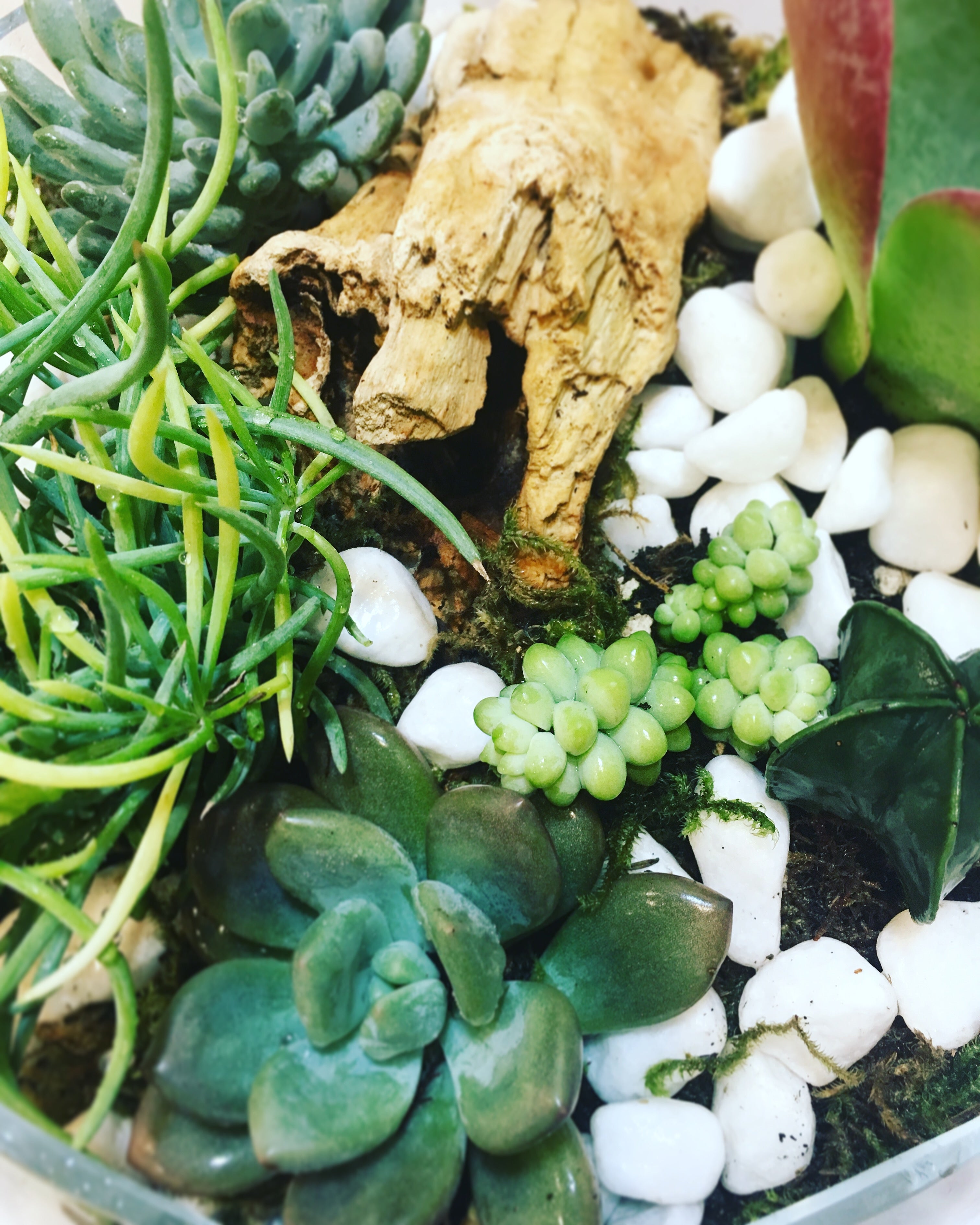 Succulent Terrarium