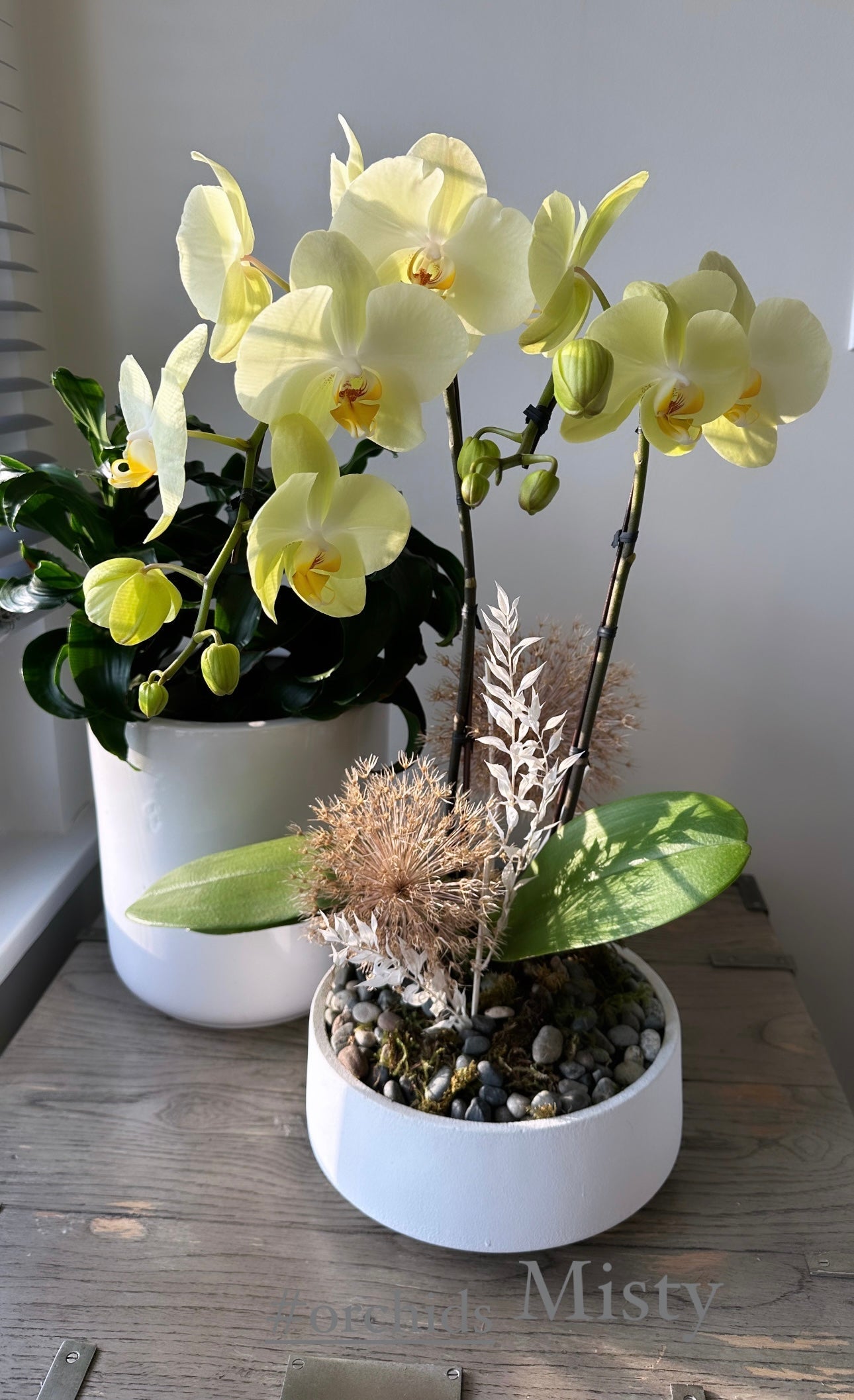 Orchid Plant Gift