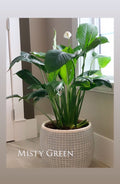 Peace Lily