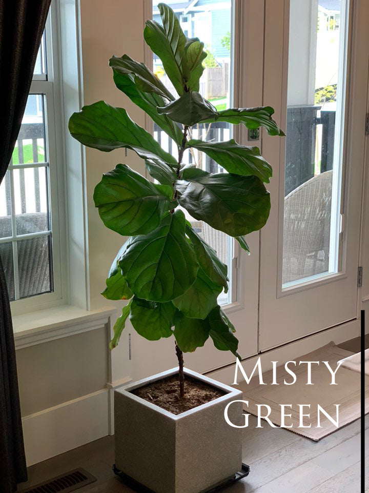 Fiddle Leaf Fig