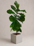 Fiddle Leaf Fig