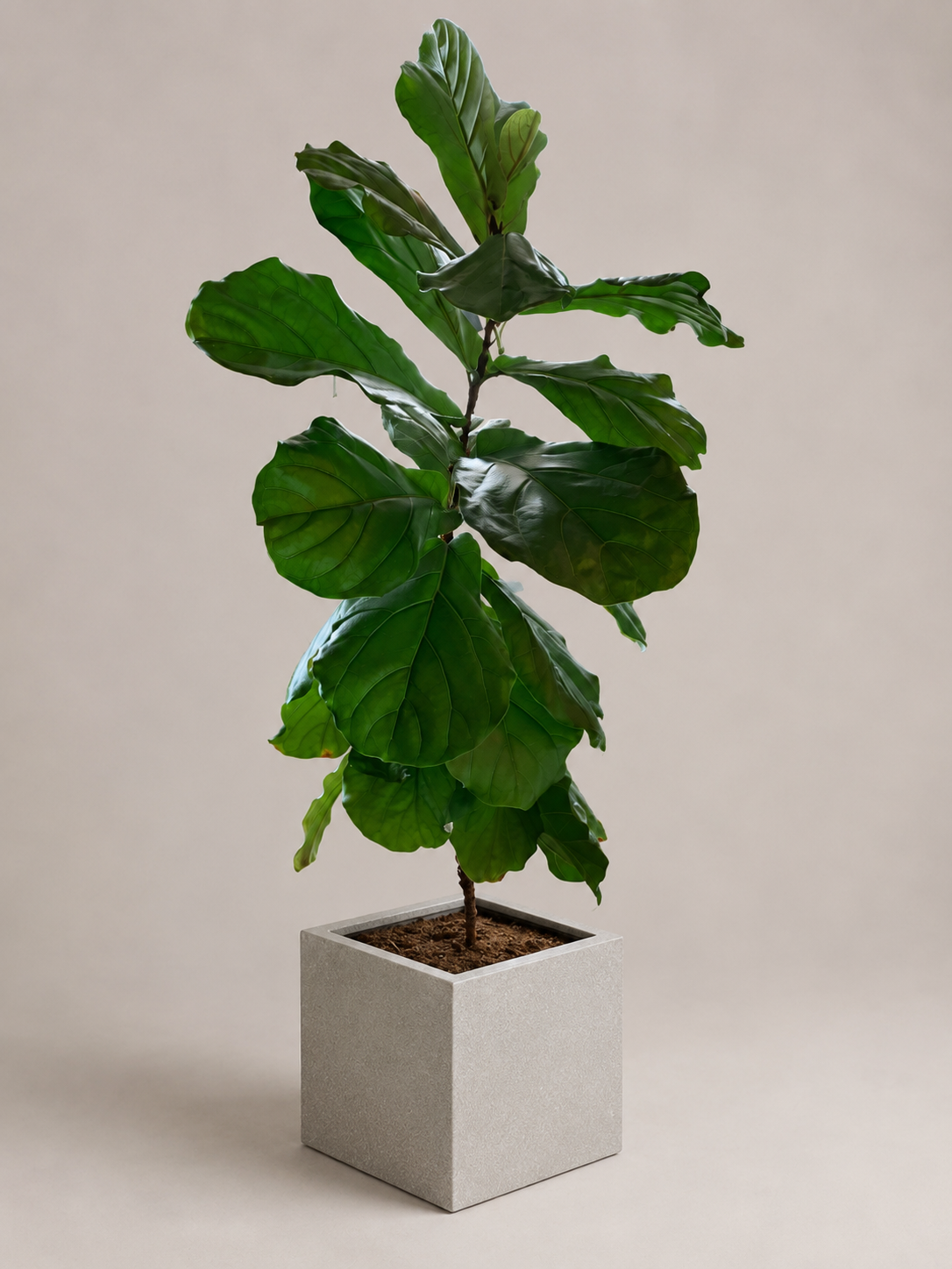 Fiddle Leaf Fig
