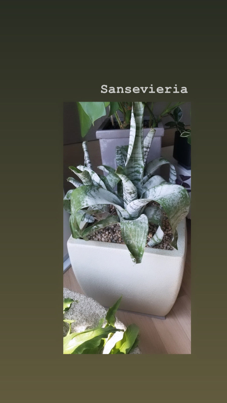 Sansevieria