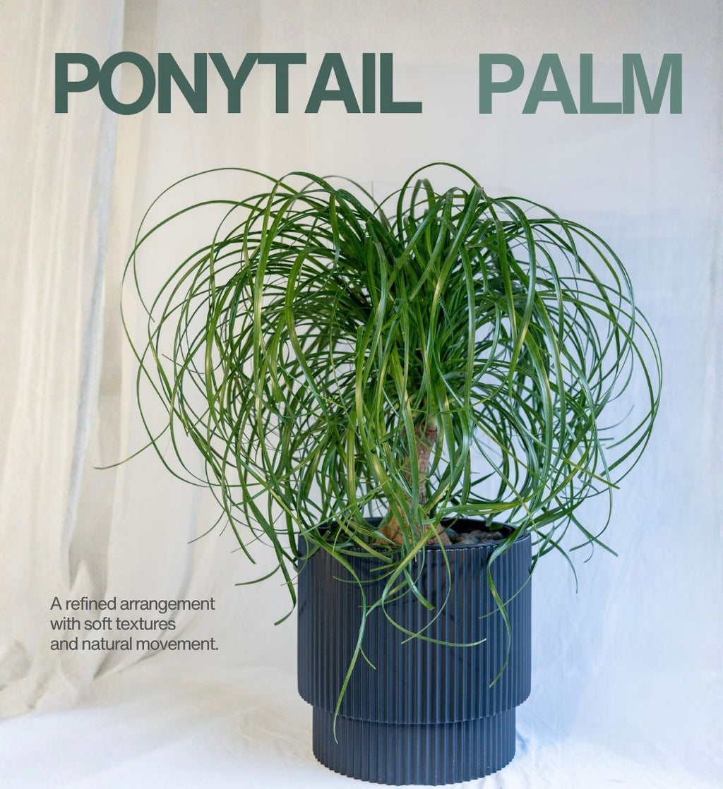 Ponytail Palm