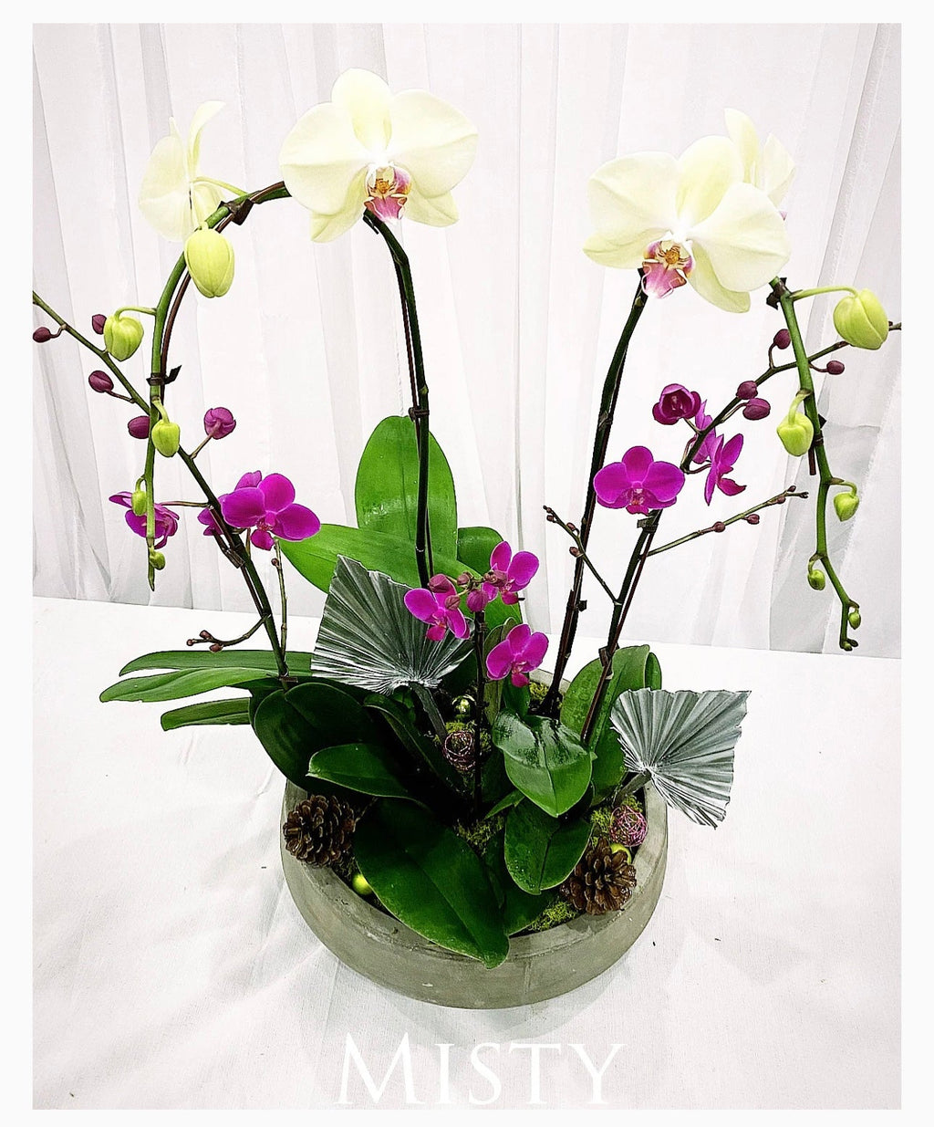 Orchid Plant Gift