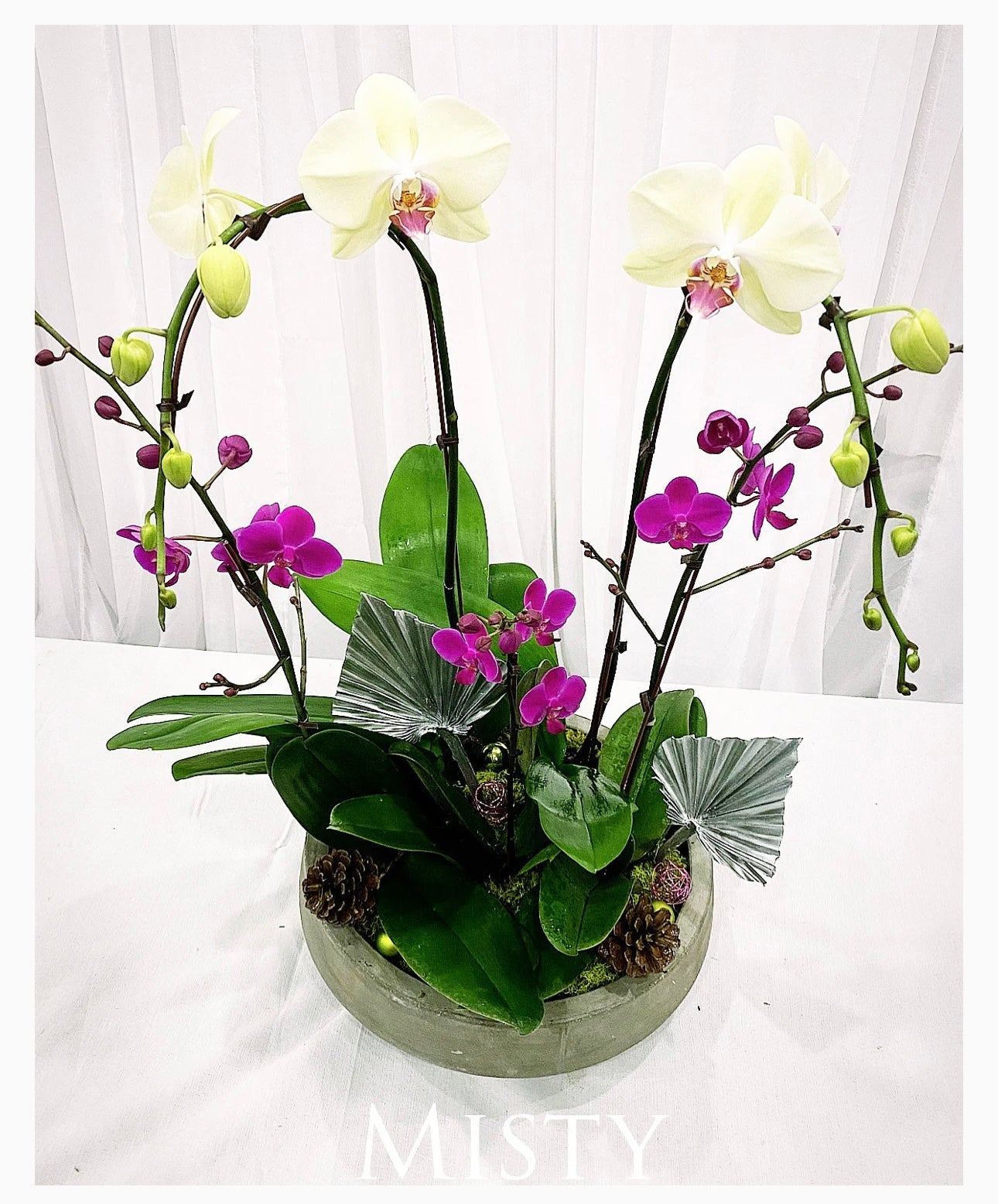 Orchid Plant Gift