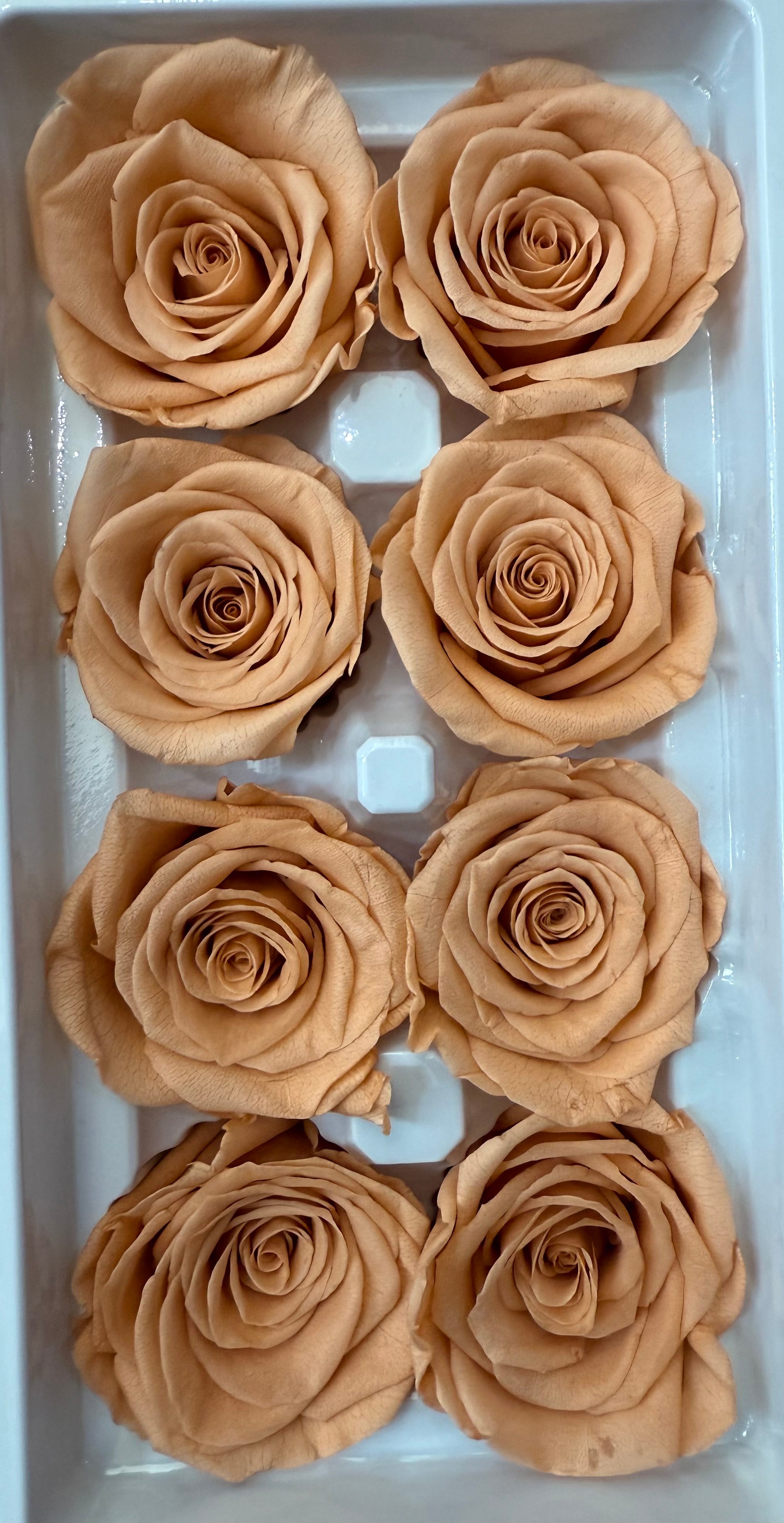Single Preserved Rose Dome