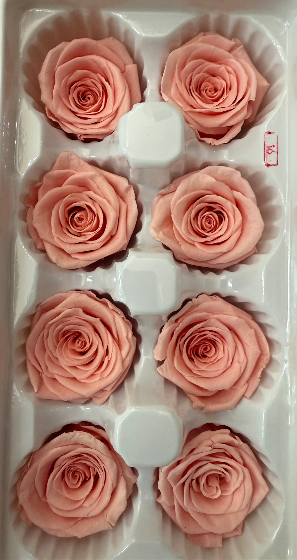 Single Preserved Rose Dome
