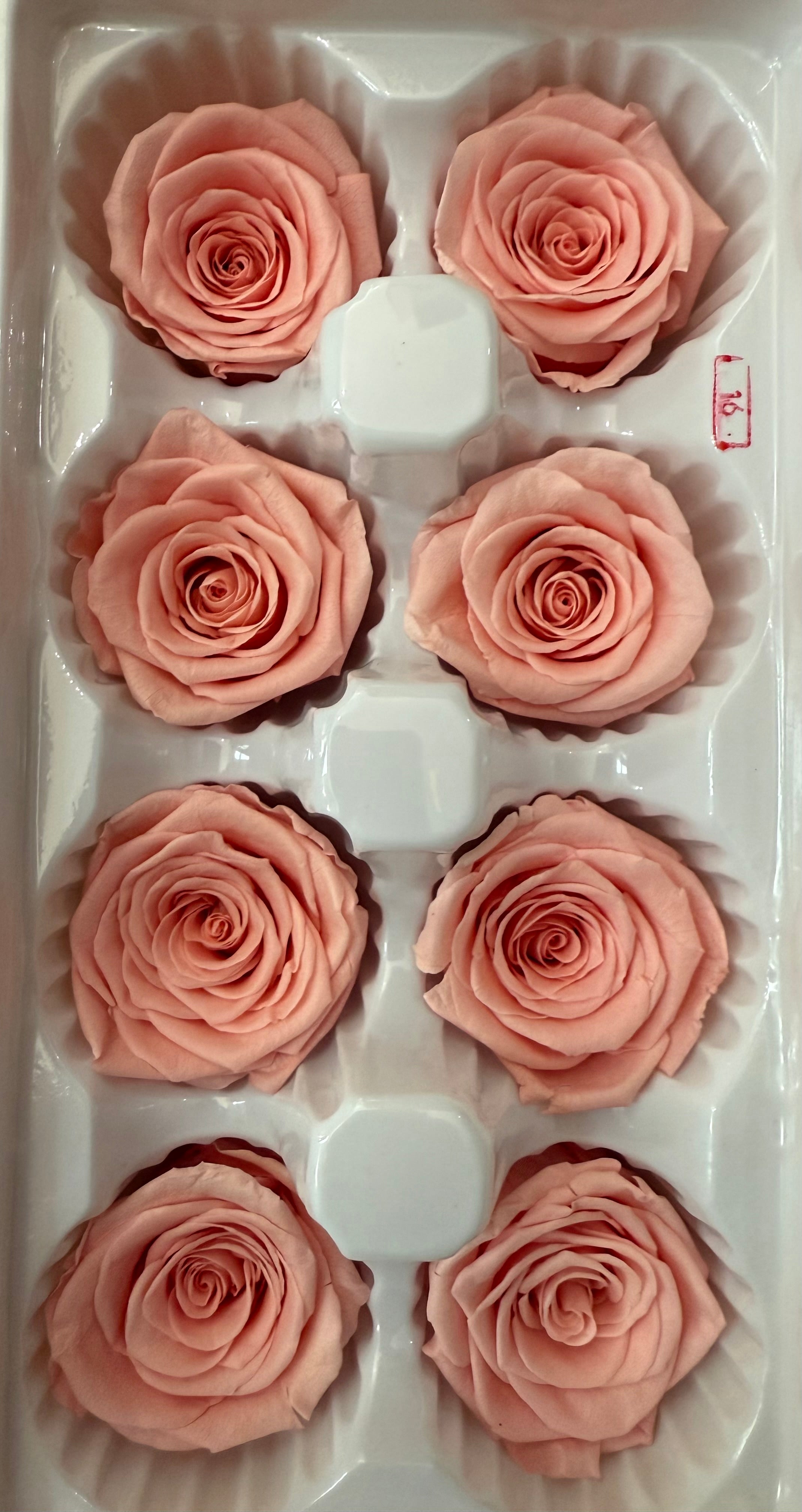 Single Preserved Rose Dome