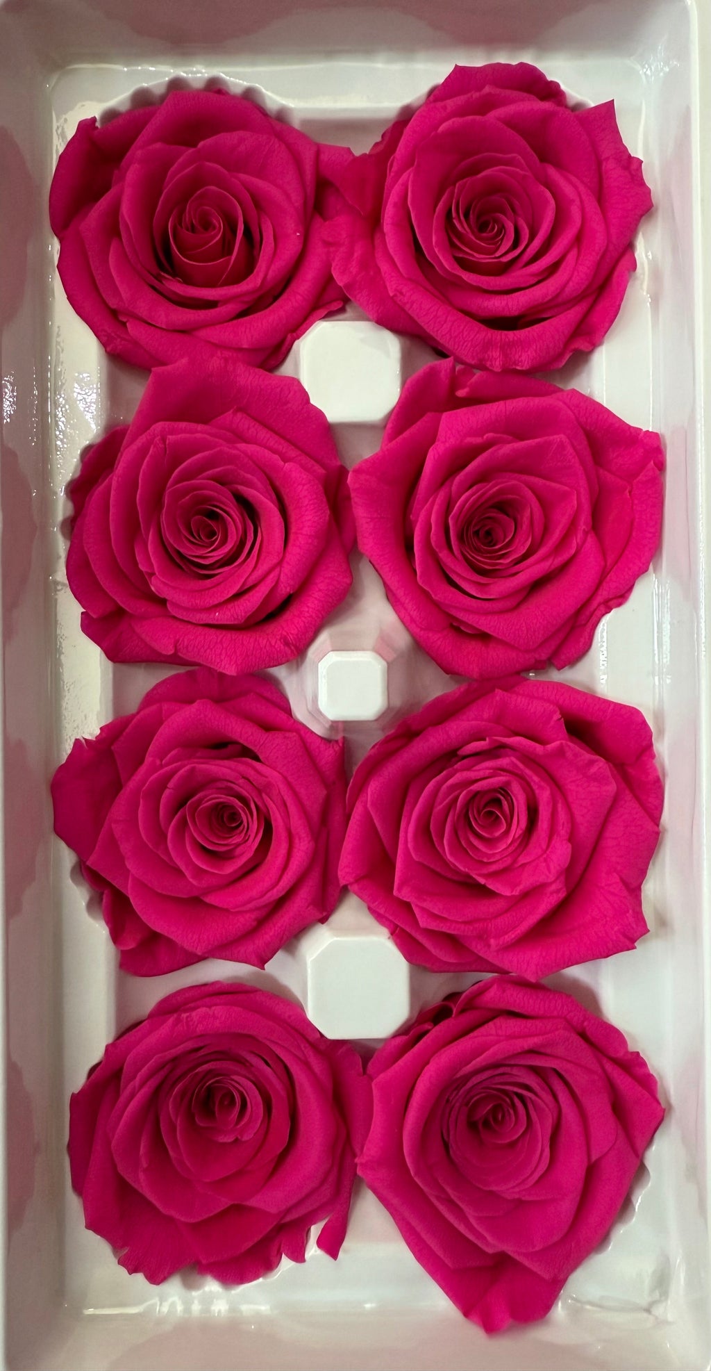 Single Preserved Rose Dome