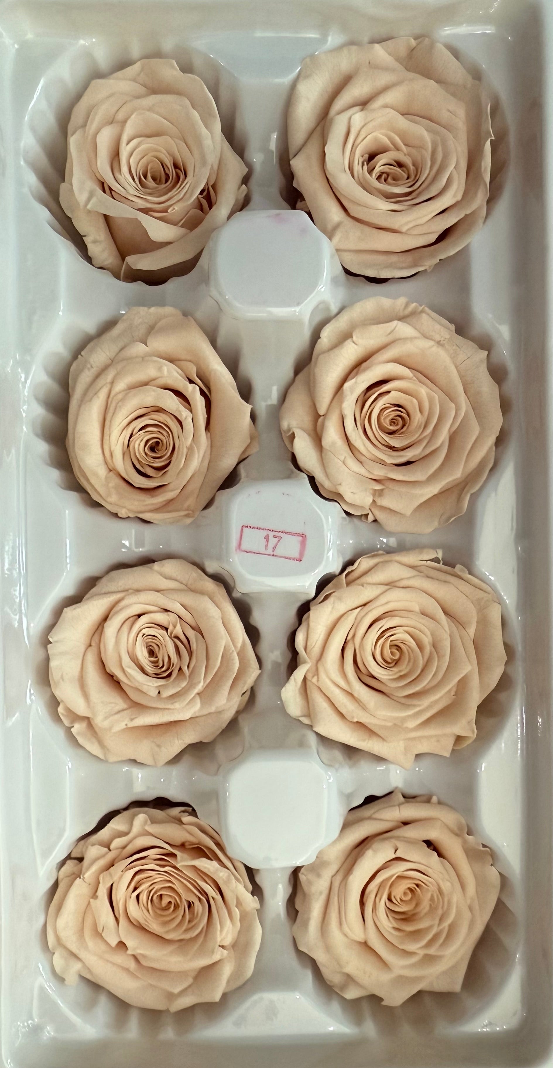 Single Preserved Rose Dome