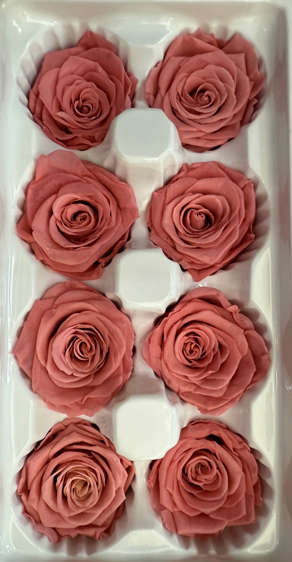 Single Preserved Rose Dome