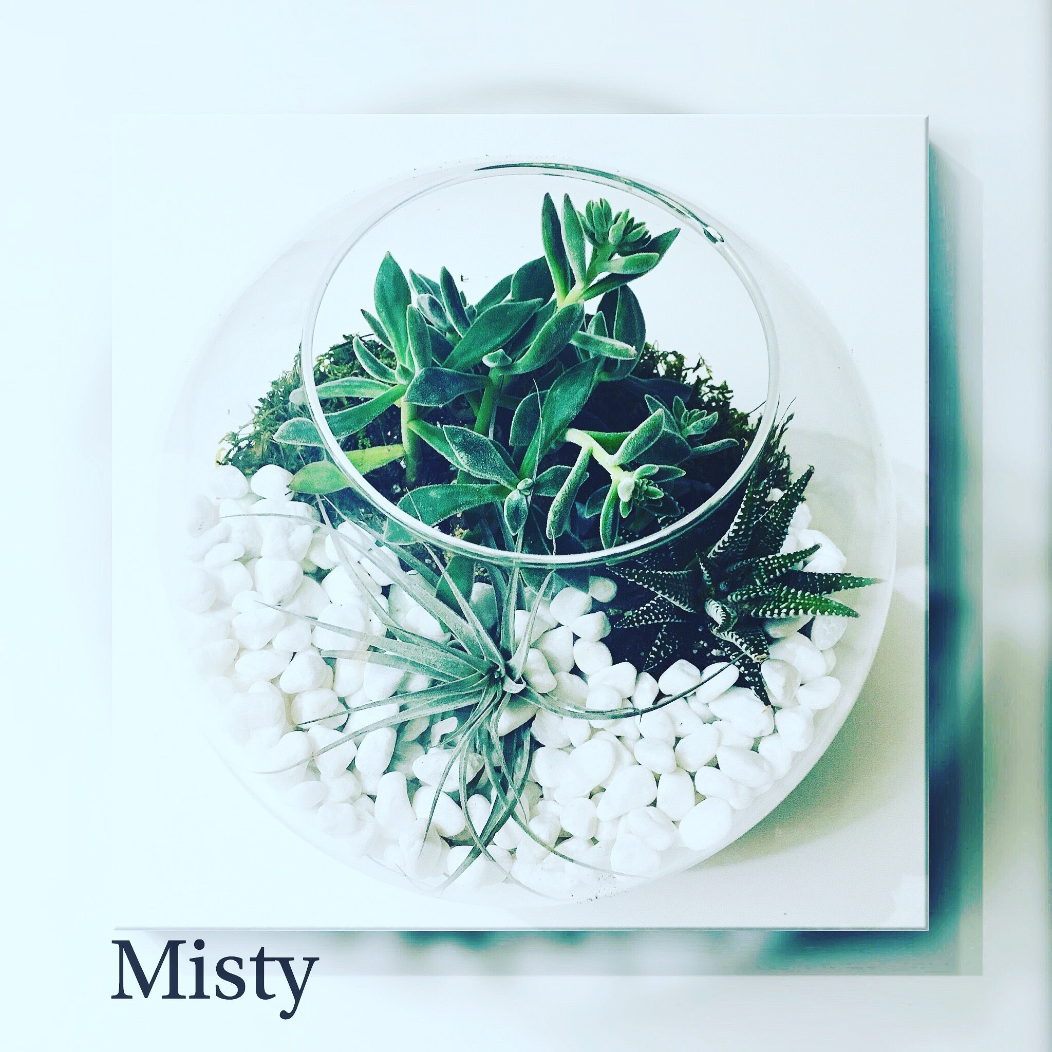 Succulent Terrarium