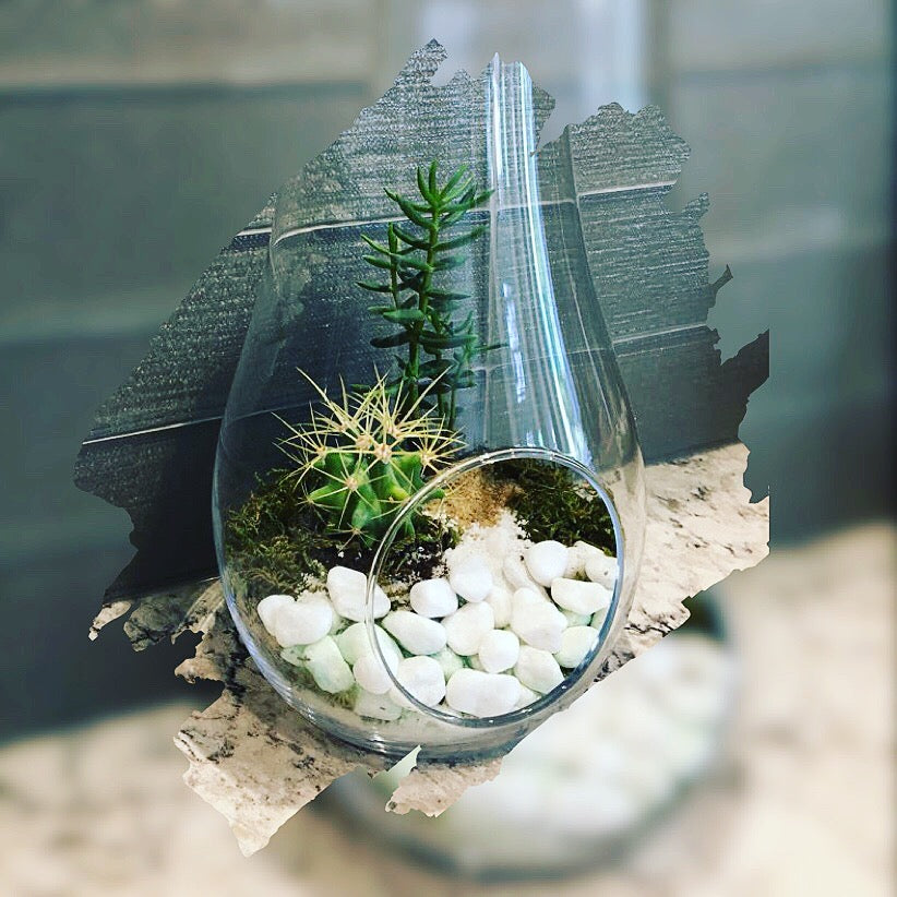 Succulent Terrarium