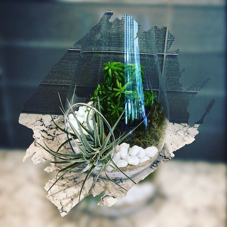 Succulent Terrarium