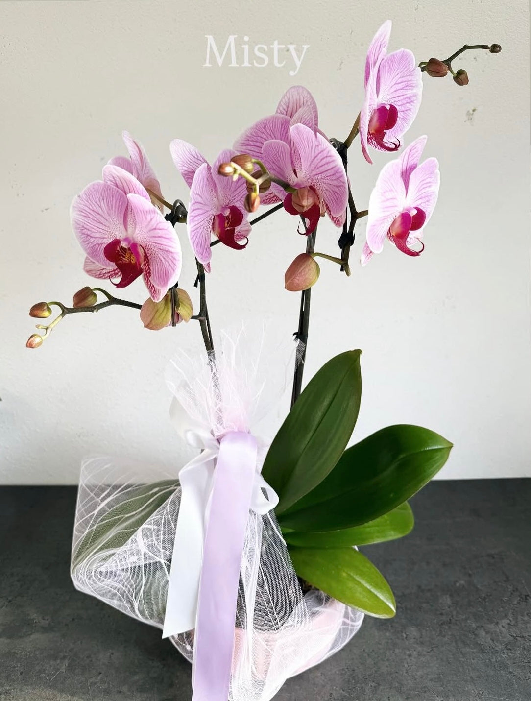 Orchid Plant Gift