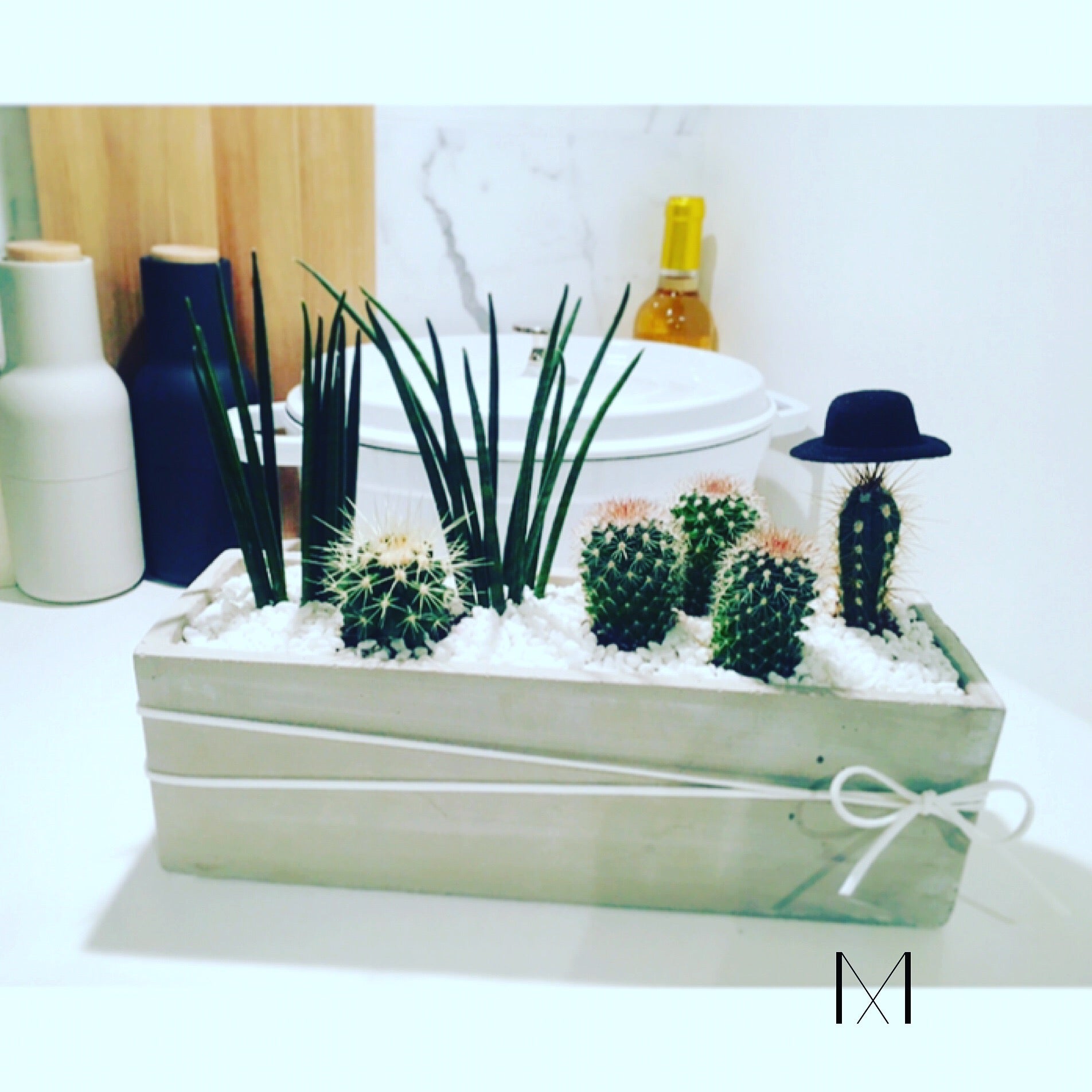 Succulent Plant
